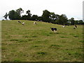 Cattle near Hillhead Farm