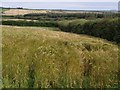 Field above Newlands Moor