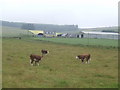 Hereford cattle at East Town Farm