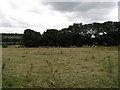 Cows in a Field.