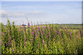 Roadside flowers