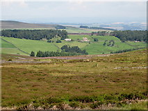 NY9148 : Moorland, Nookton Back Fell by Mike Quinn