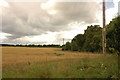 Field and trees