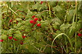 NH8480 : Raspberries by Steven Brown