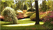 S5310 : Mount Congreve gardens (supplemental #3) by Russ Davies