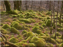 NM8363 : Moss covered rocks by Helen Wilkinson
