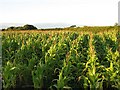 Maize, Pentre Aaron