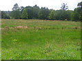 Water meadow on the footpath to Aqualate Mere