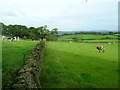 SD4590 : Cows grazing by William Bartlett