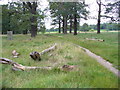 Footpath in Richmond Park