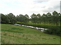 Willow Trees beside River Ouse