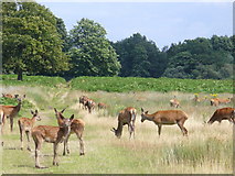 TQ1972 : Deer in Richmond Park by Colin Smith
