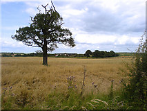 SK7463 : Tree in field by James Hill