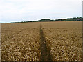 Footpath to Apse Manor Farm