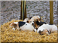 Beagles at the New Forest Show 2007