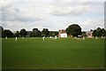 Cricket at the Vine