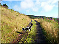 Track to Llwyn-y-neuadd