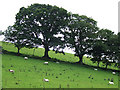 Sheep Grazing, Llanio, Ceredigion