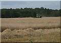 Combining barley near Gunton Park woods