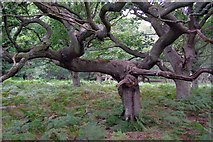 SU3404 : T-shaped oak, near Woodfidley, New Forest by Jim Champion