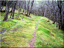 NN2276 : Path in Leanachan Forest by Iain Thompson