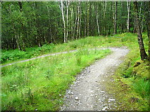 NN2077 : Cycle Trail in Leanachan Forest by Iain Thompson