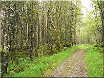 NN6056 : Track through Rannoch Forest by Rob Burke