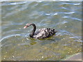 Black Swan on Marine Lake