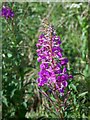 Rosebay Willowherb