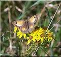 Gatekeeper (or Hedge Brown) Butterfly