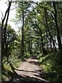 Track near Dunsland House