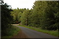 Country road running through forest