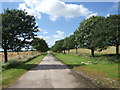 Tree-lined Avenue to Nether Benholm