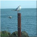 Common Black-headed Gull