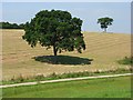 Farmland with trees, Gomeldon