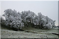 Hoar frost on Trees