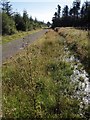 Ride through Halwill Moor Plantation