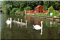 Swans on Staffs & Worcs Canal