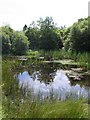 Pond in the Taf Fechan forest