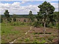 Restored heathland, East Ramsdown