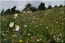 NO2750 : Amazing wild flower meadow at Shanzie by Mike Pennington