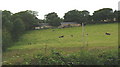 Farm buildings and resting cattle