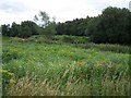 Wild Flowers Near Heath Hayes