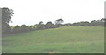 View across pasture land north of Coed Plas Llanddyfnan