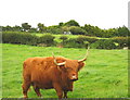 A colourful resident at Nant Newydd