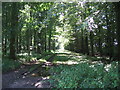 Trackway in Arnolds Plantation