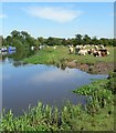 Cattle on the tow path