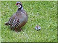 Red Legged Partridge (Alectoris rufa)