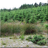SN7255 : Immature Conifers, Cwm Berwyn Plantation, Ceredigion by Roger  D Kidd