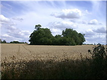 TL3230 : A Little Wood in a Wheat Field by Keith Edkins